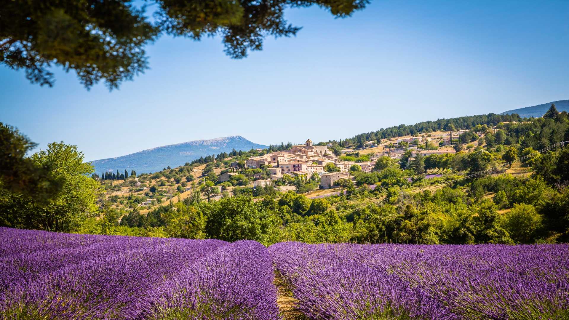 View of a lavendar field in Provence