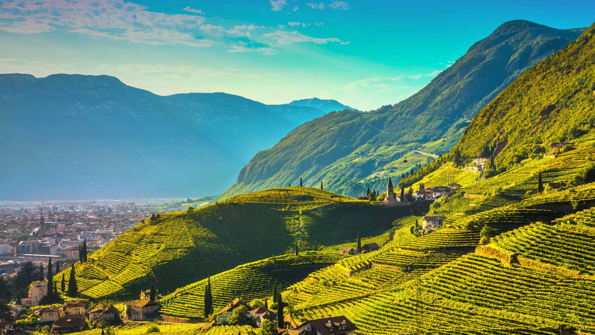 Vineyards in Trentino - Northern Italy