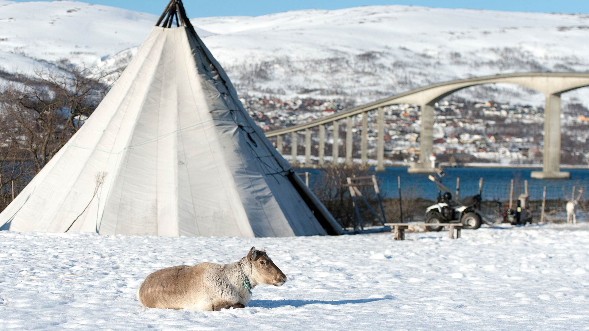Lavvu and reindeer near Tromso