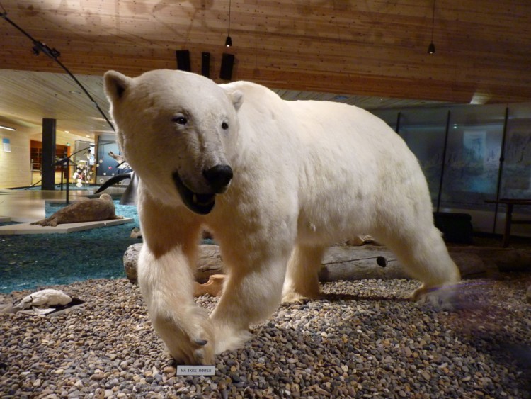 polar bear at Longyearbyen Museum, Svalbard