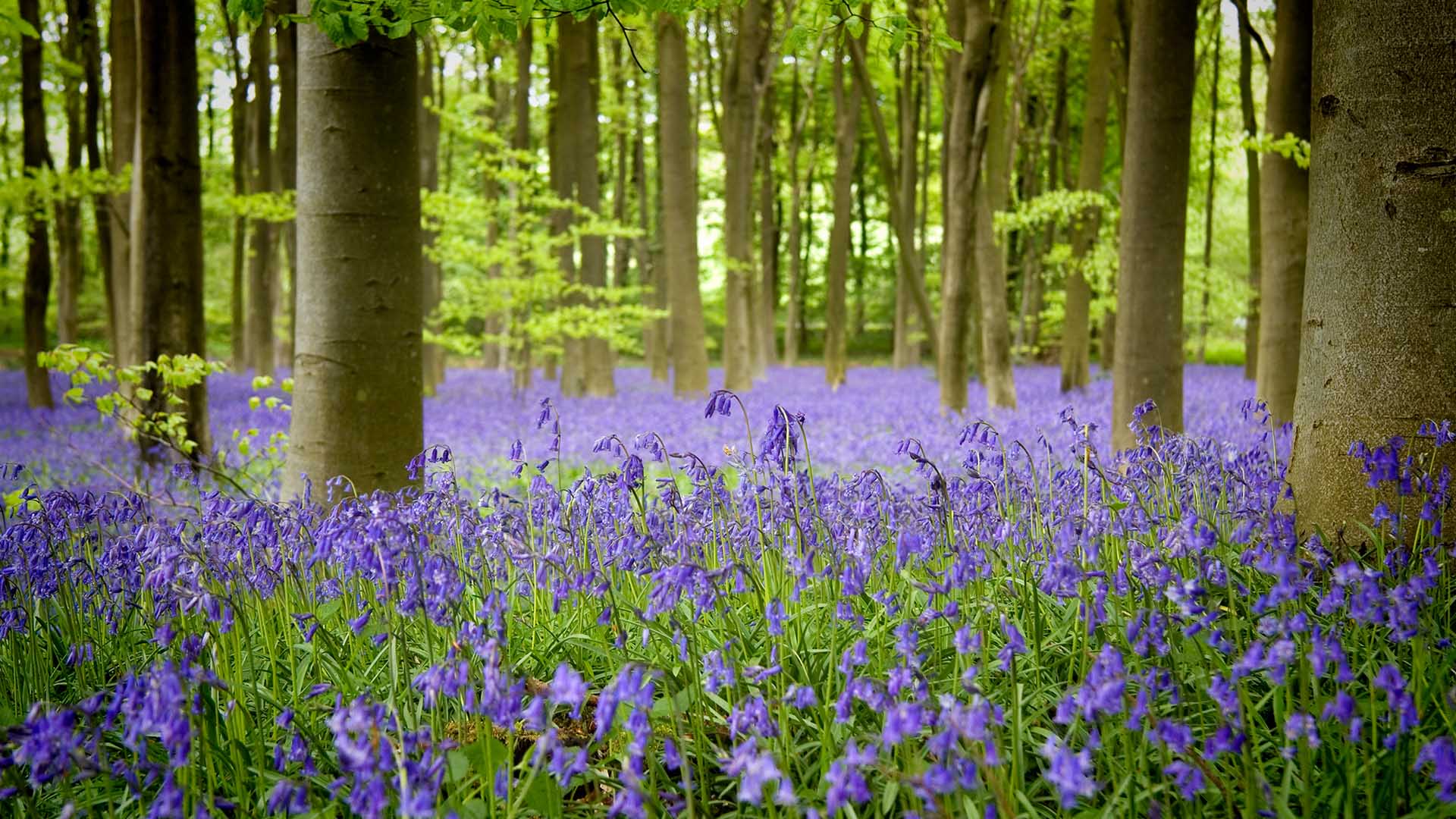 Bluebells in England