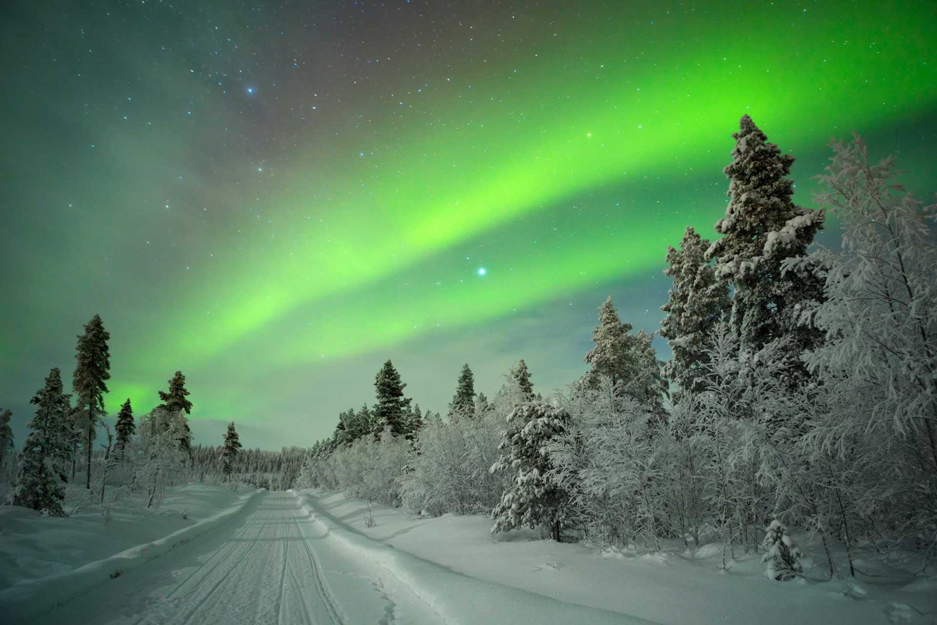 The Northern Lights glowing above a white forest in Finnish Lapland