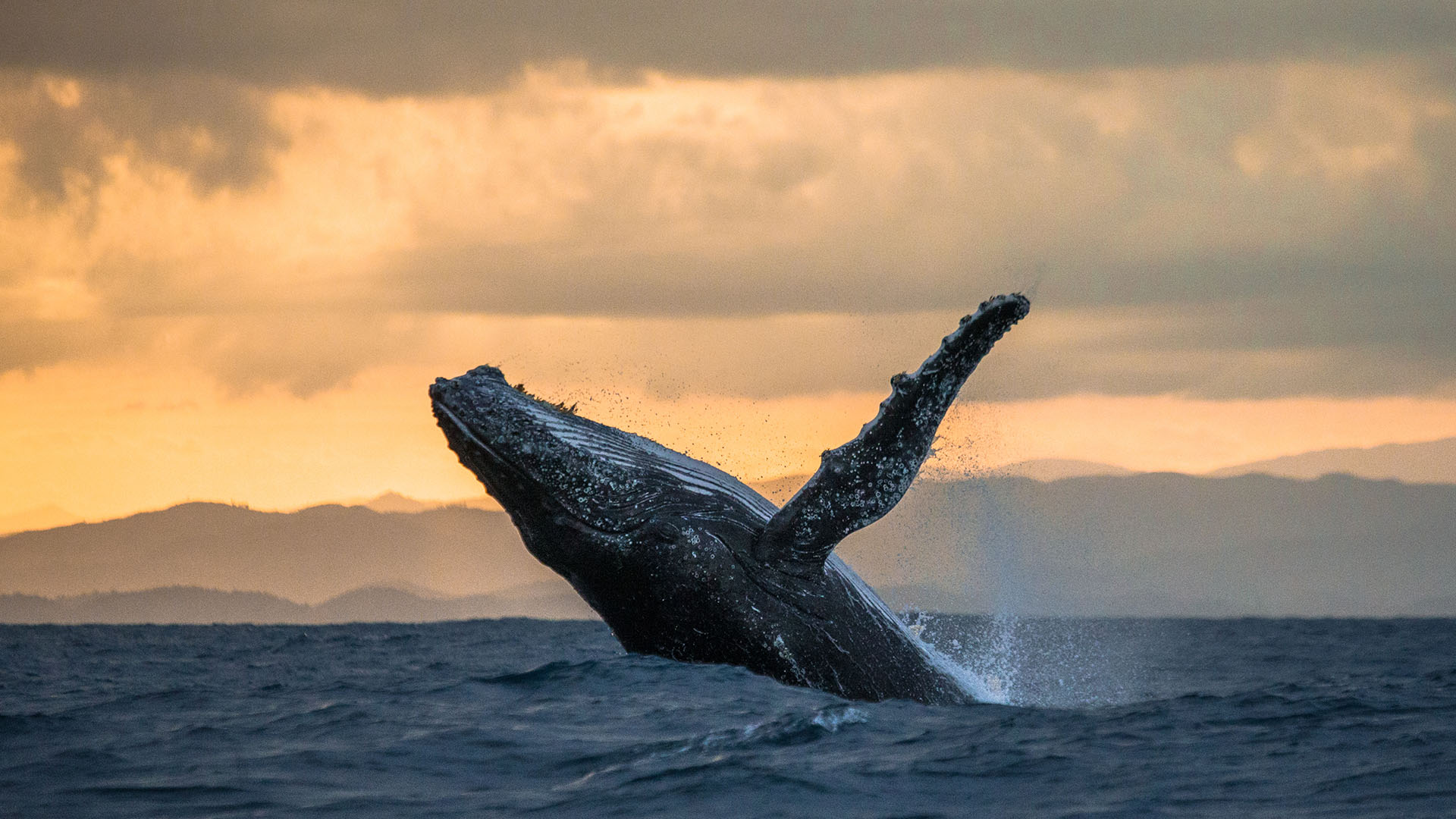 Whale Watching in Iceland: Your Guide : Nordic Visitor