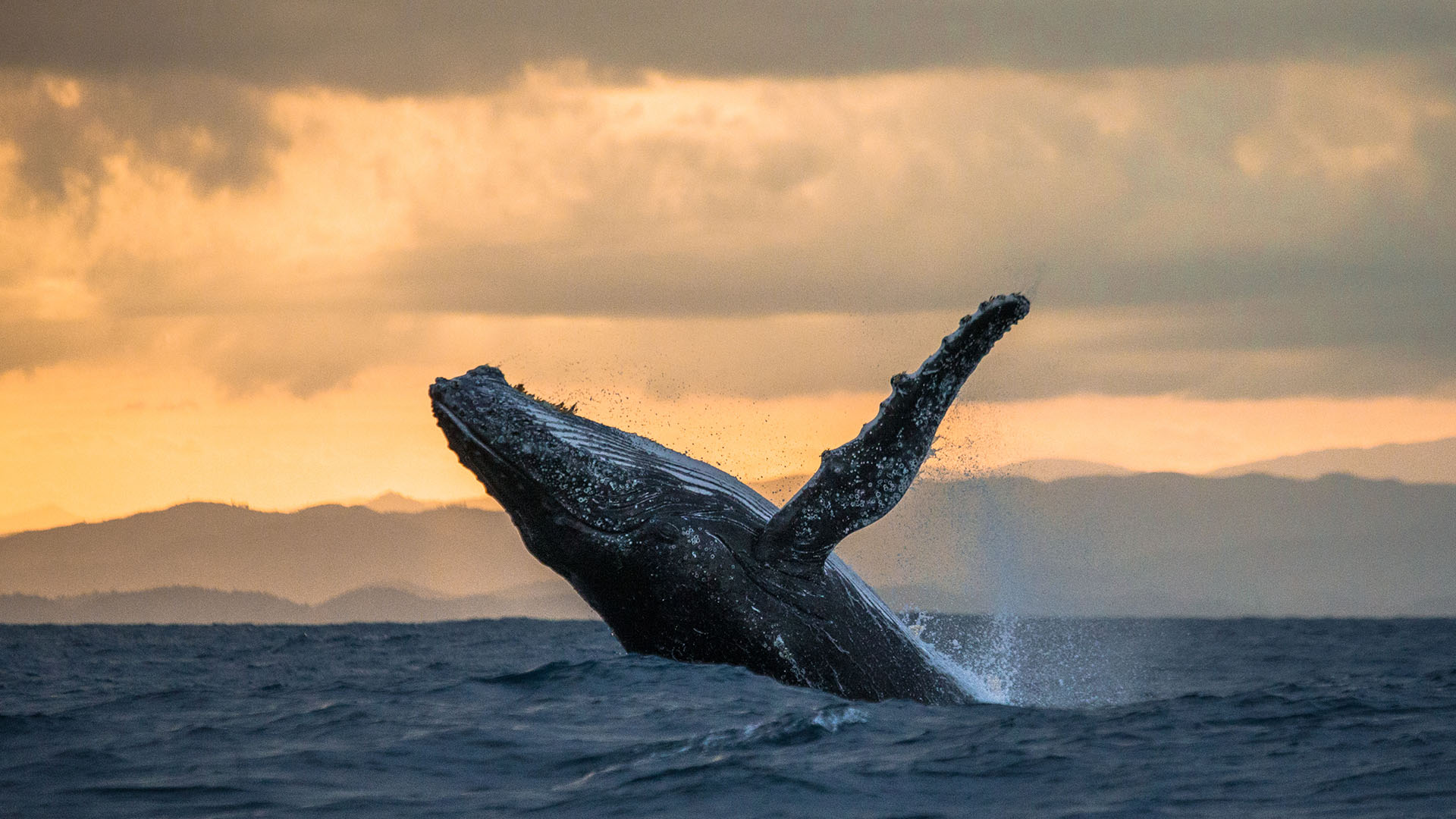 Whale Watching in Iceland: Your Complete Guide : Nordic Visitor