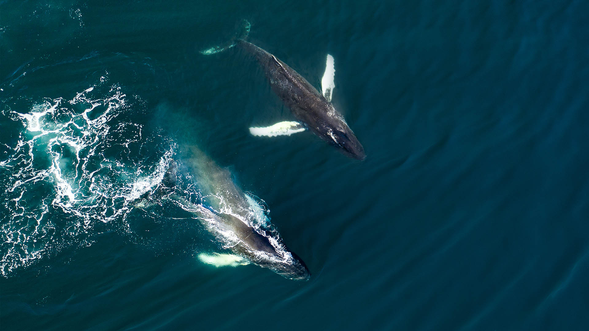 Drone shot of humpback whales, Iceland