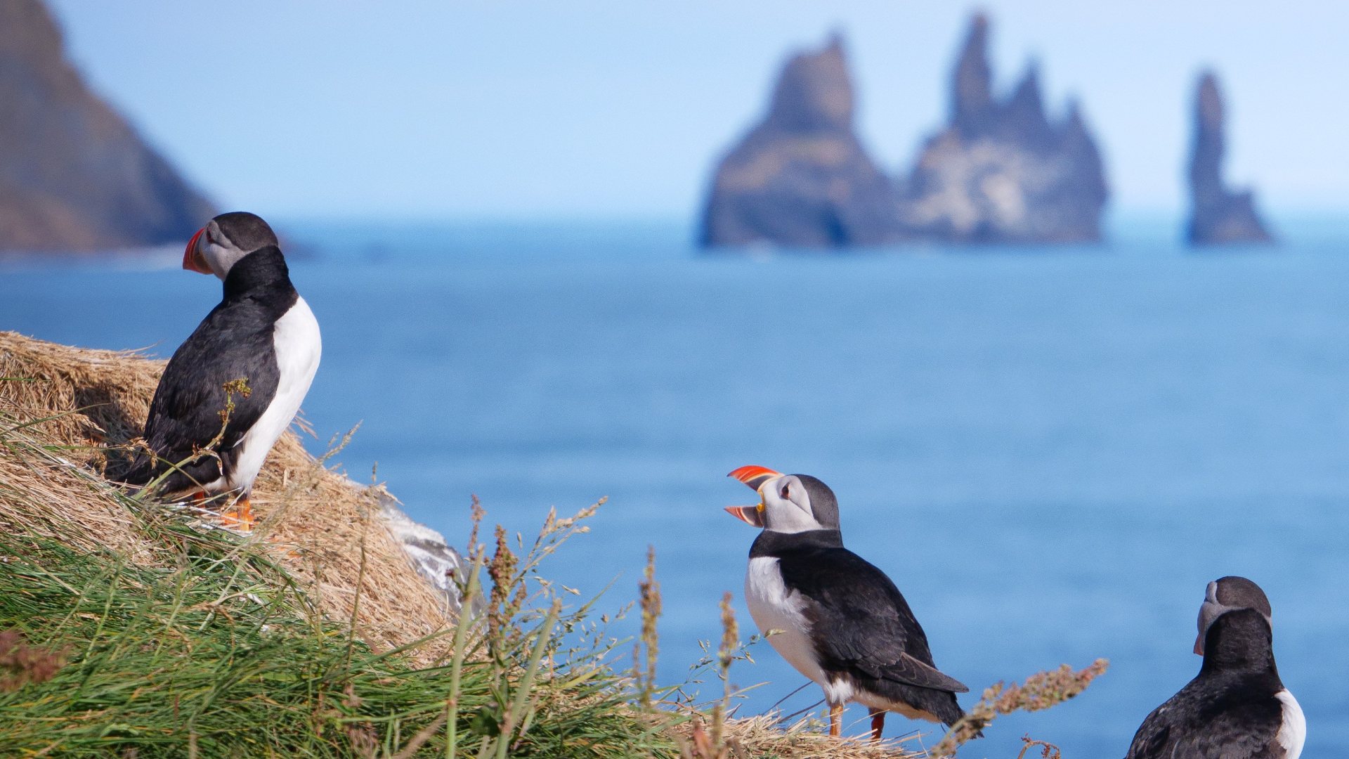 Atlantic puffins with the Reynisdrangar sea stacks in the background, Iceland