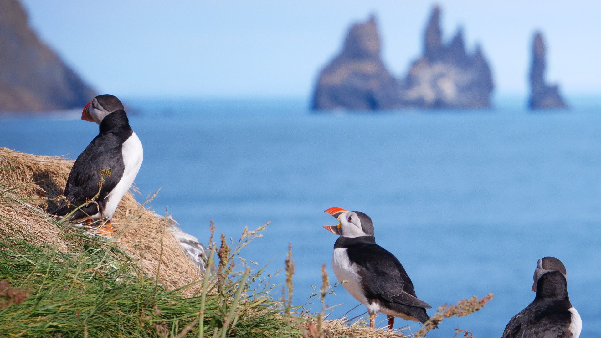 Puffins with the Reynisdrangar sea stacks in the background, South Iceland