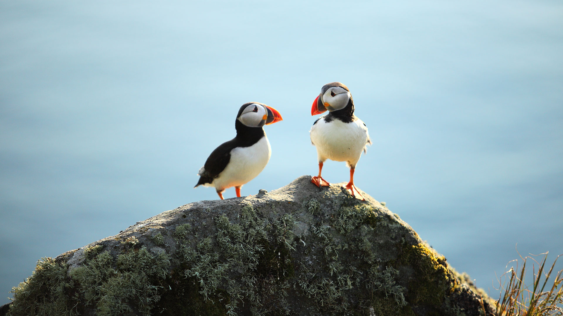 puffins on a cliff