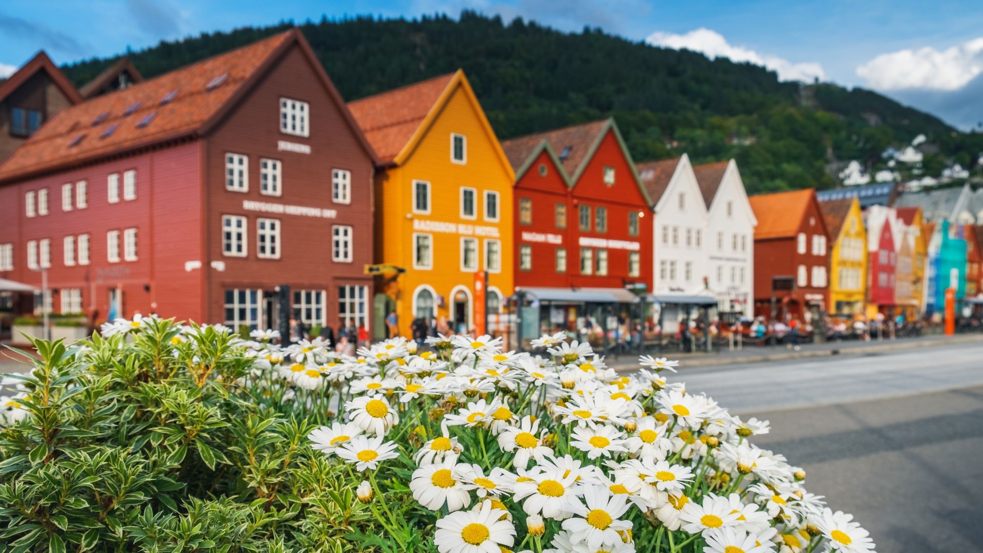 flowers in bryggen bergen norway