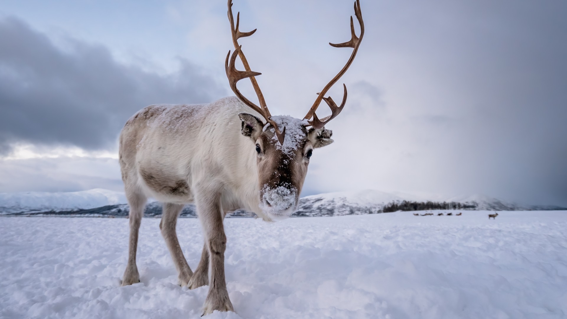 A reindeer with antlers in the snow.