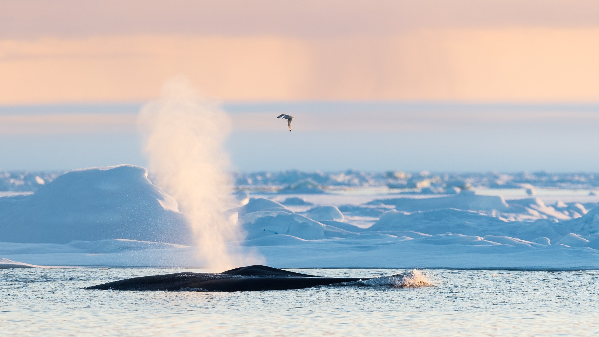 Whale with spray coming from its blowhole in Svalbard