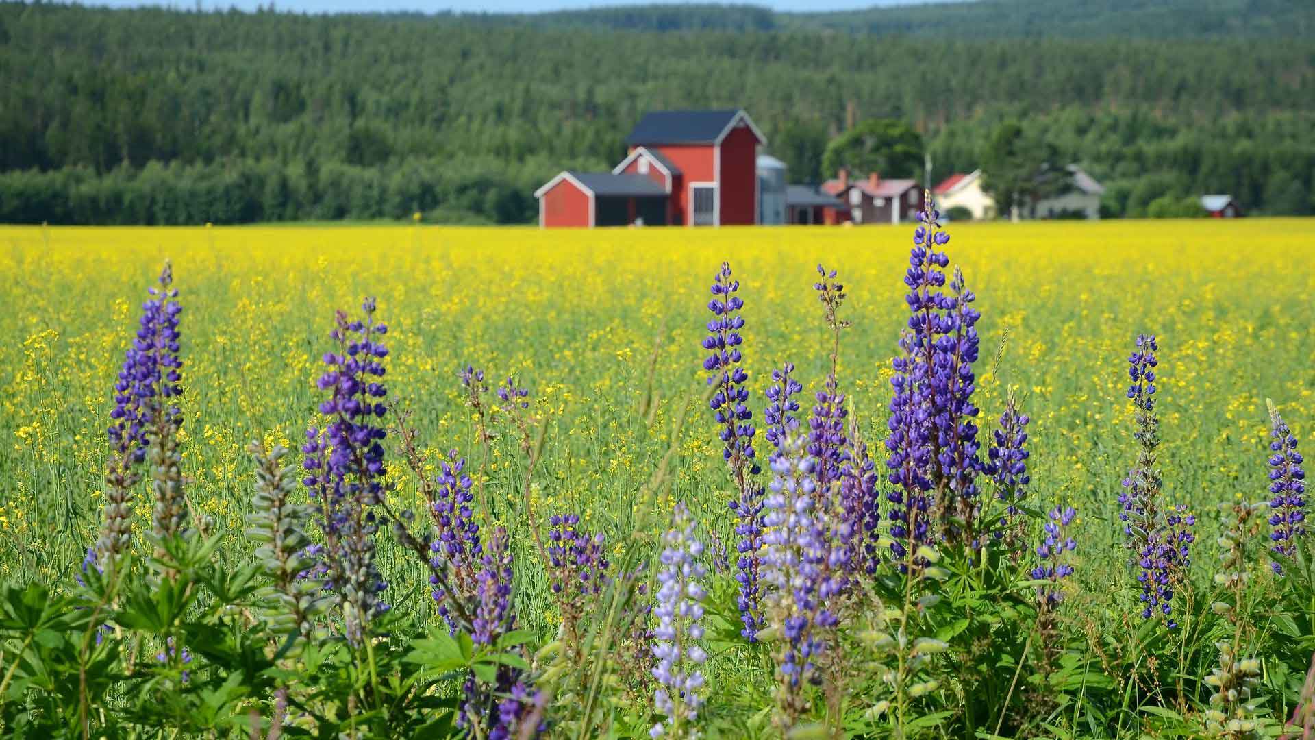 Purple flowers in front of yellow field in Sweden