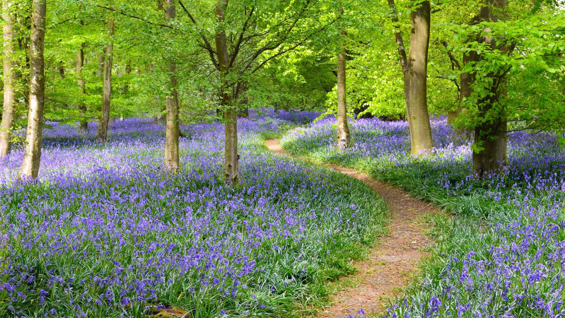 A path through colourful bluebells in a green forest